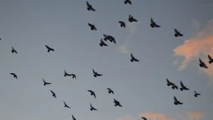 émigration